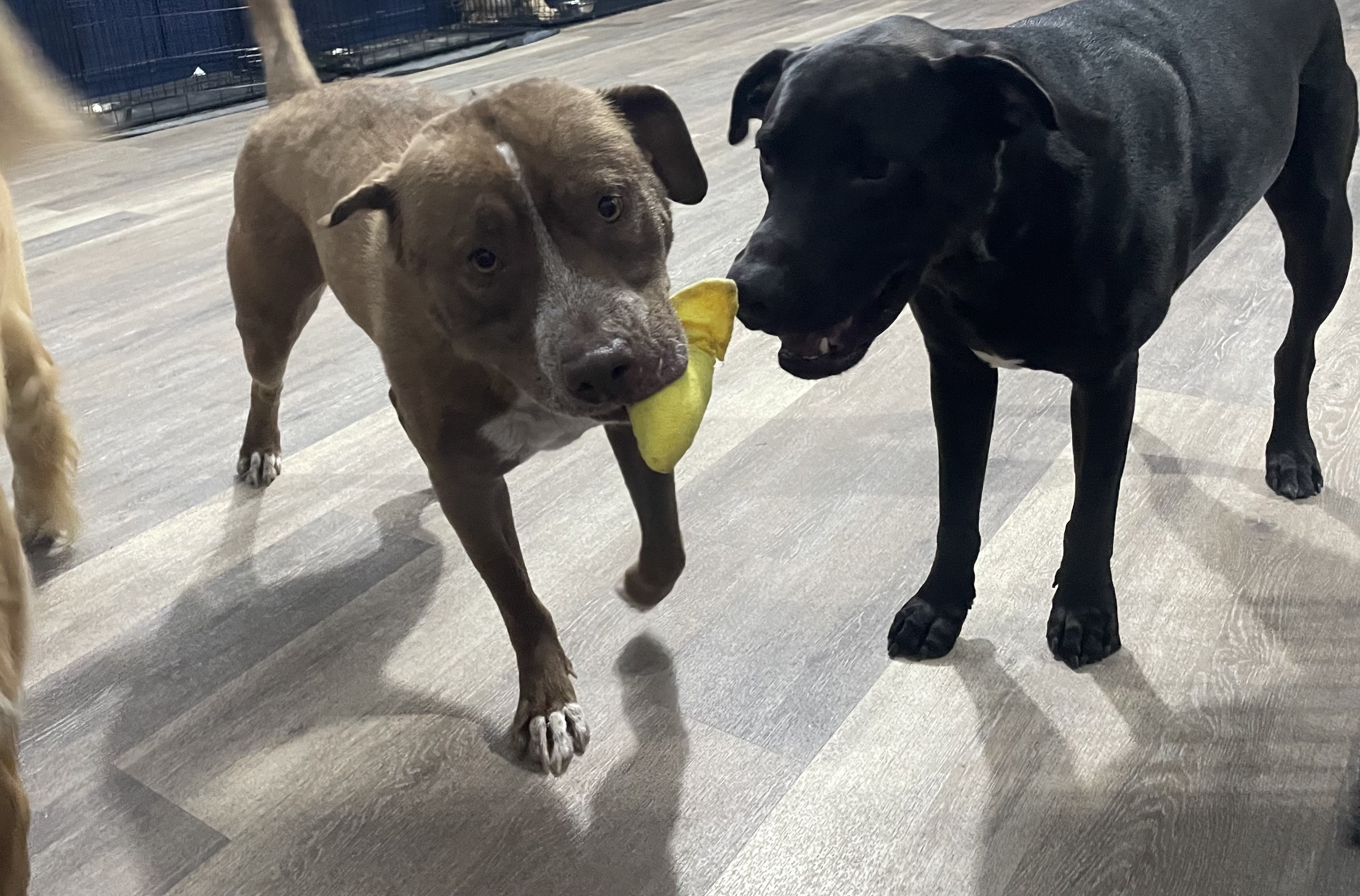 Ardie and Zozo