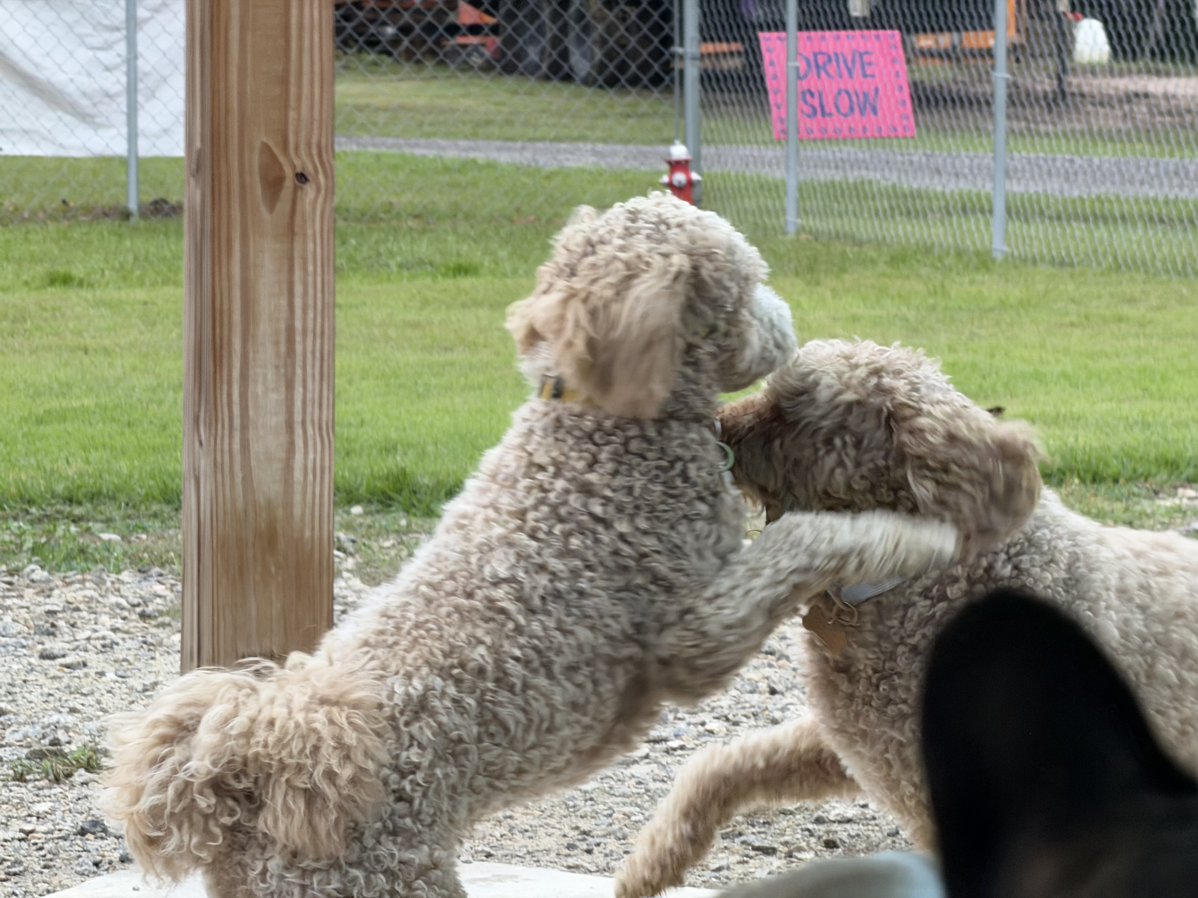 Lucky and Mo